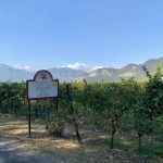 Globalpesca vi presenta i vini di Elisabetta Abrami